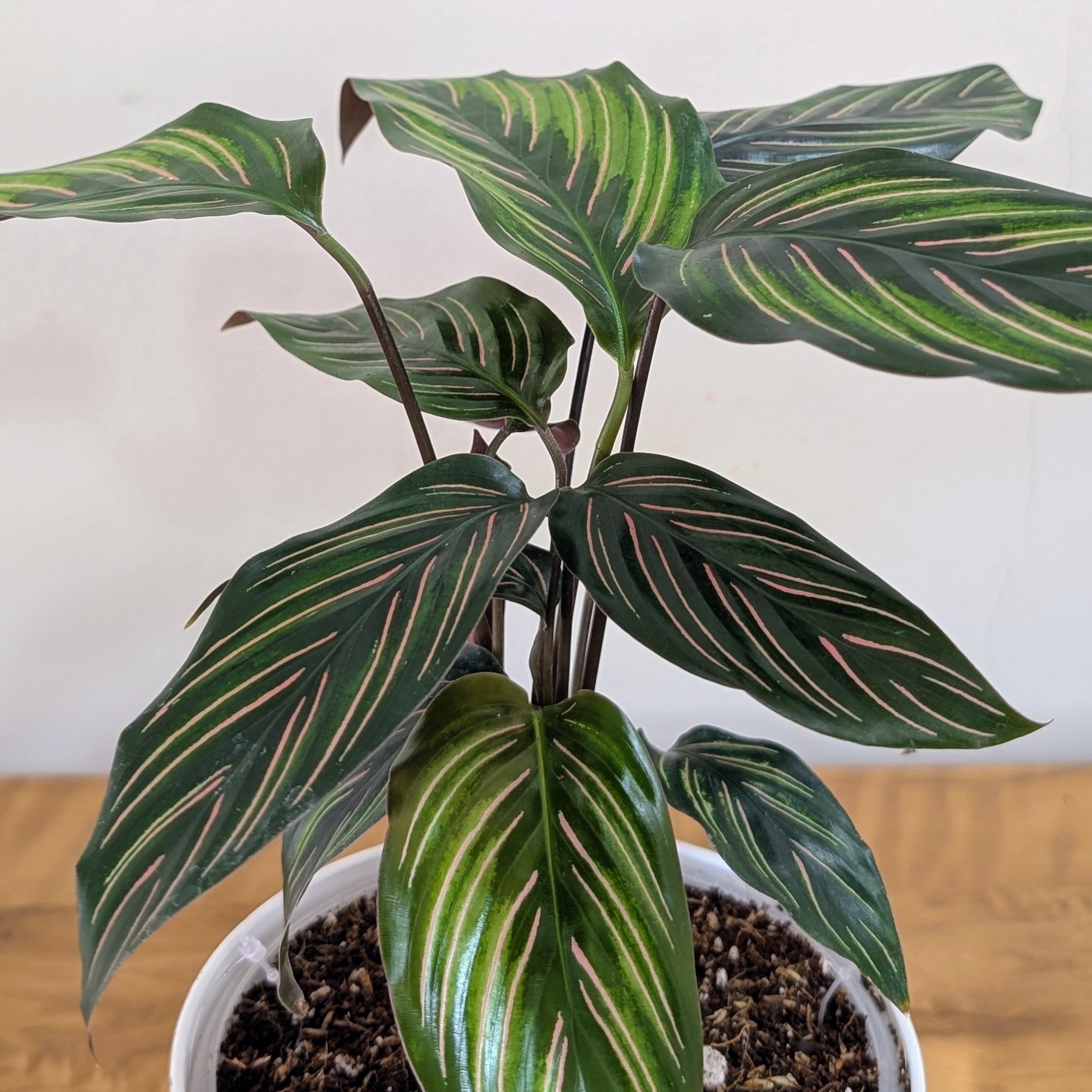 Calathea Beauty Star, with 5.5 inches white decor pot
