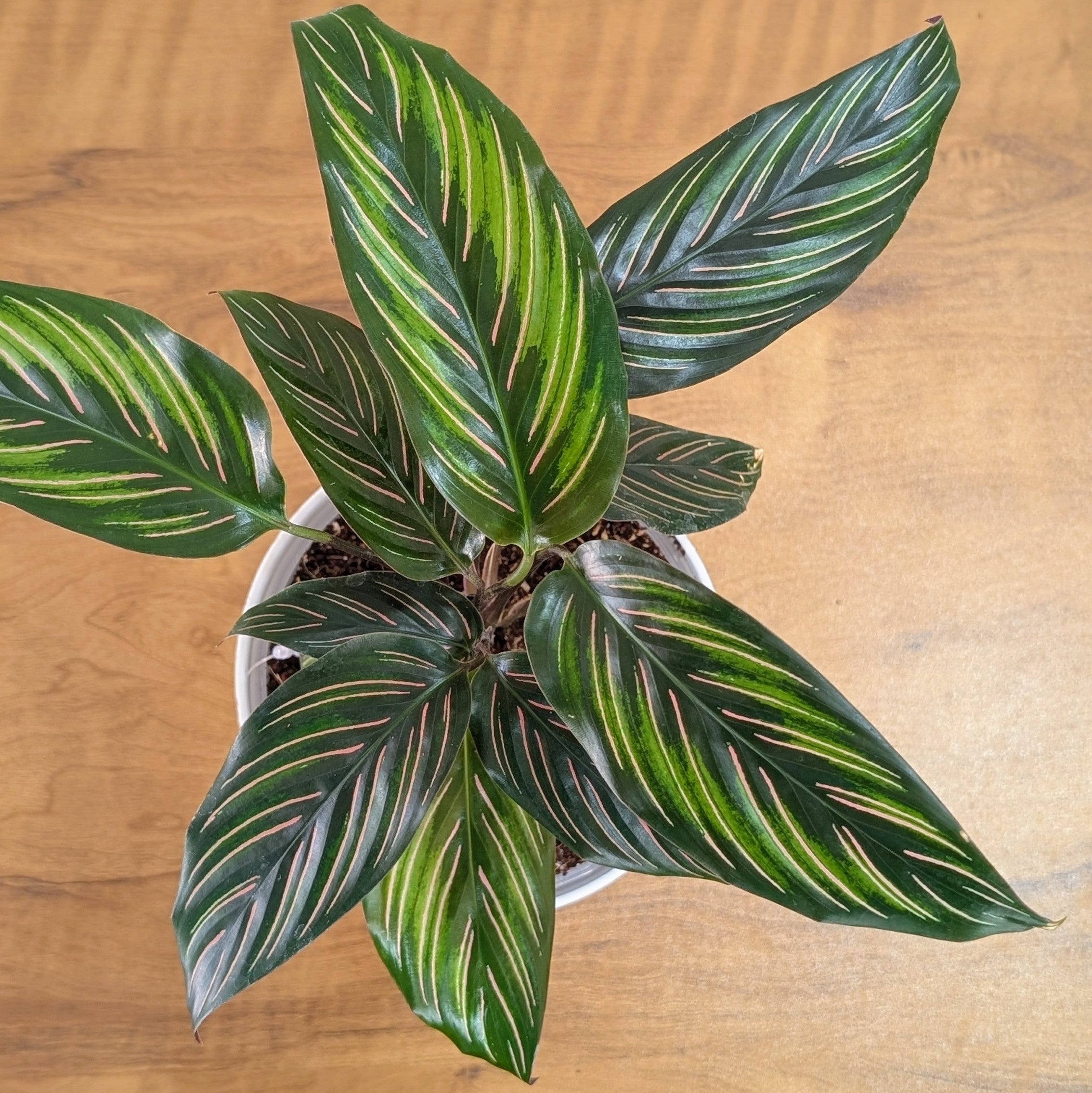 Calathea Beauty Star, with 5.5 inches white decor pot