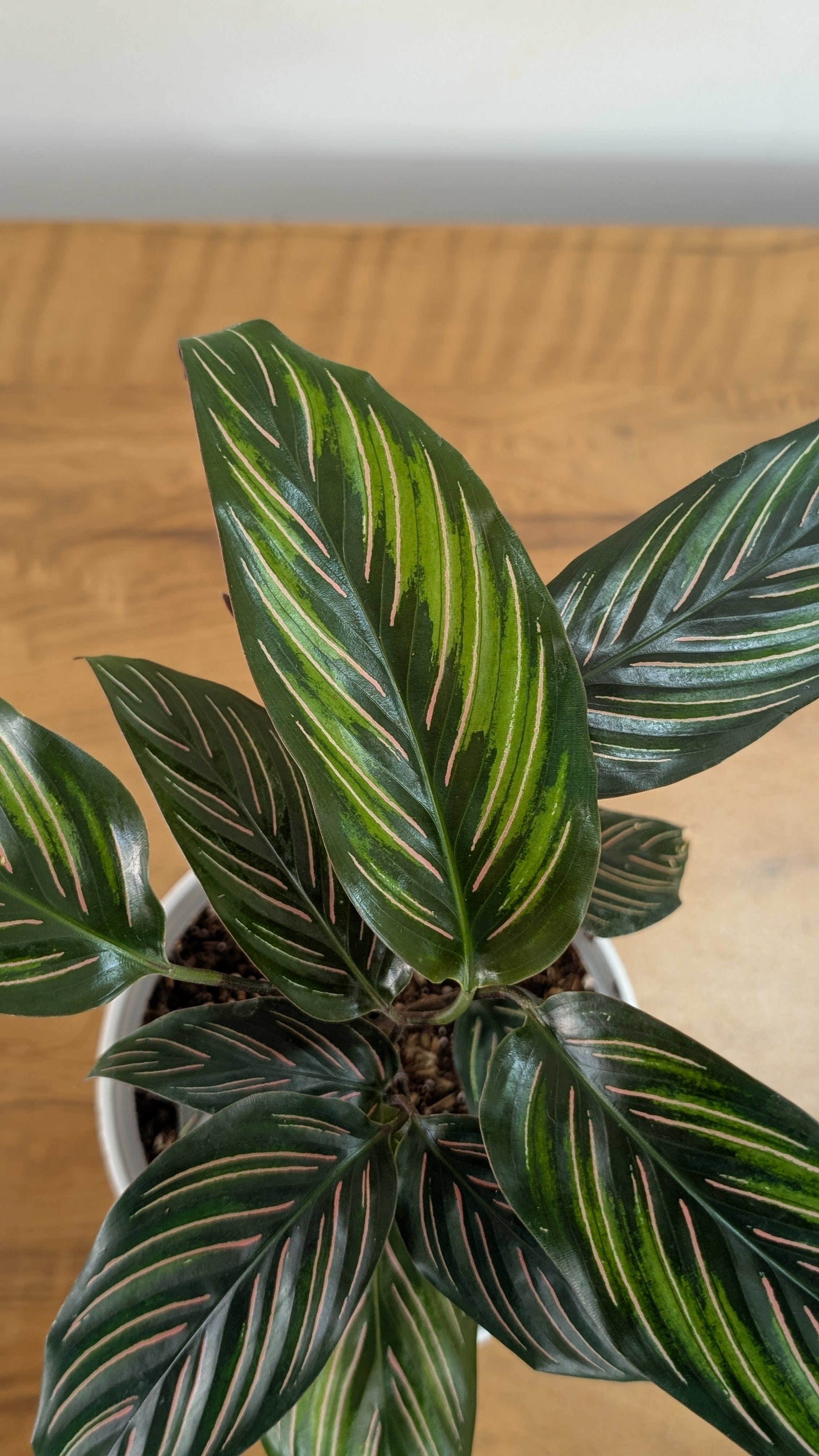 Calathea Beauty Star, with 5.5 inches white decor pot