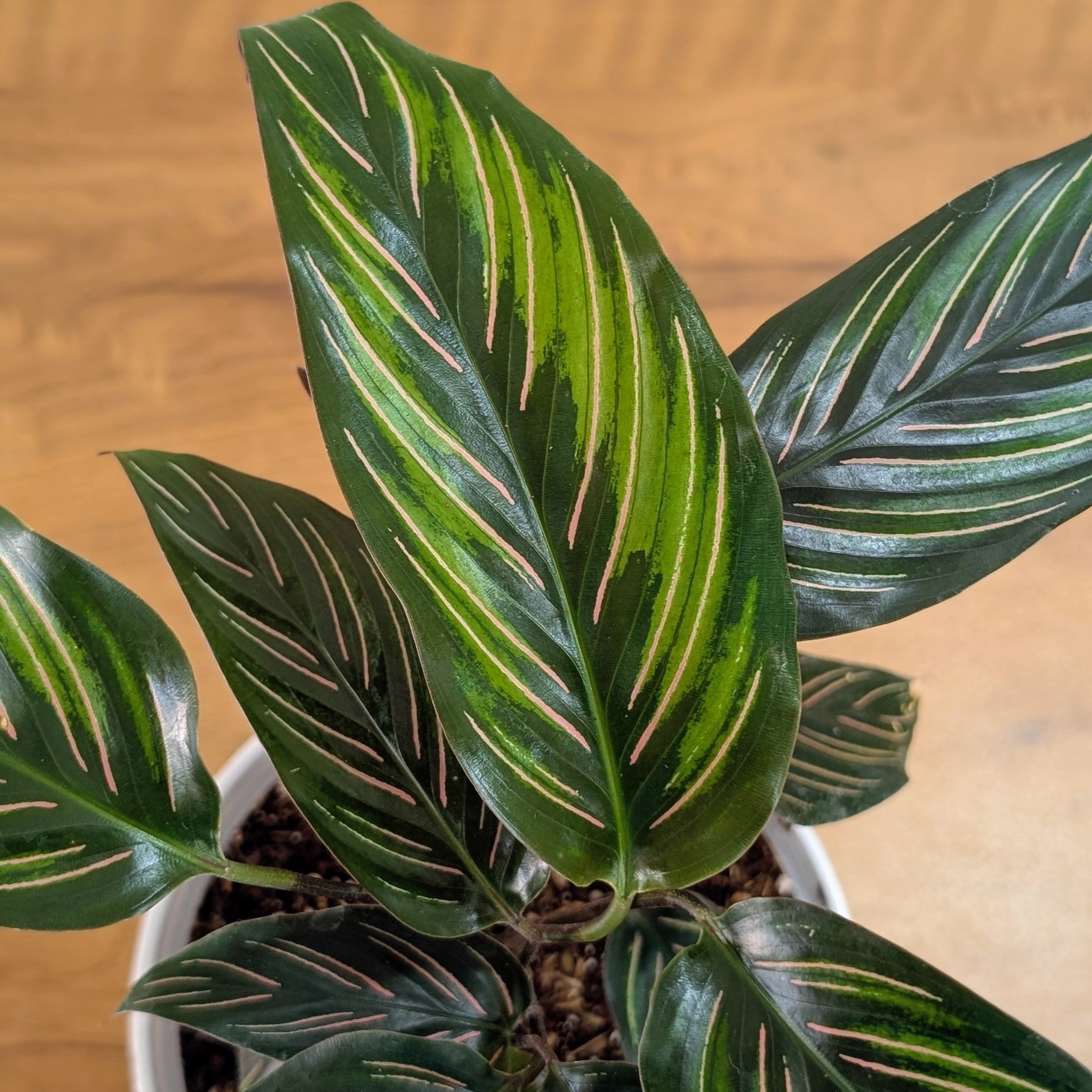 Calathea Beauty Star, with 5.5 inches white decor pot