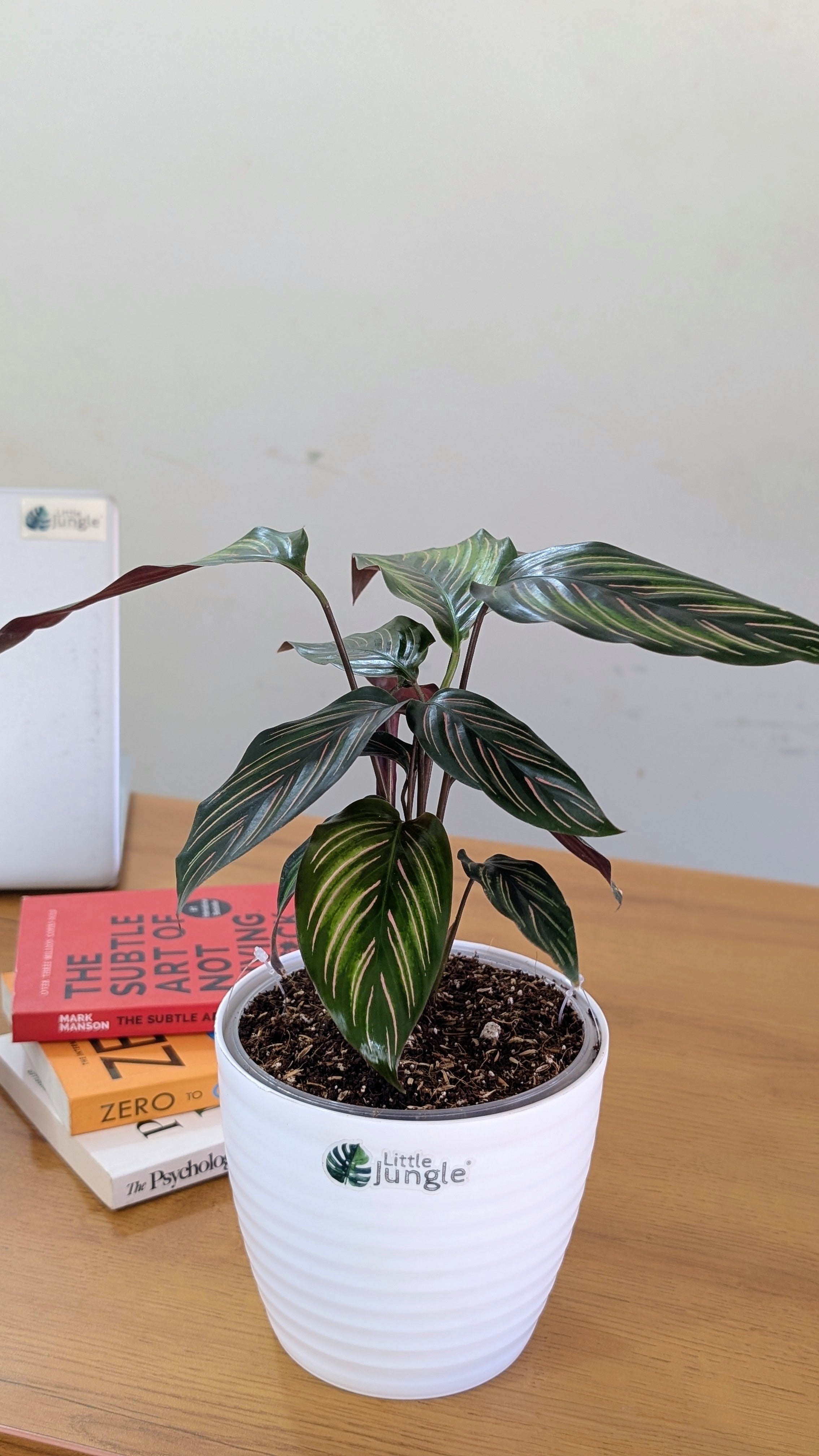 Calathea Beauty Star, with 5.5 inches white decor pot