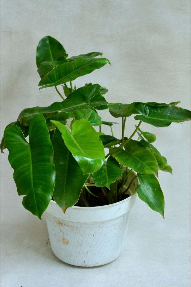 Philodendron Burl Marx, with 5.5 inches white decor plant