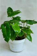 Philodendron Burl Marx, with 5.5 inches white decor plant
