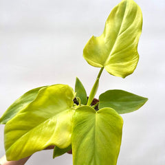 Philodendron Golden Voilin