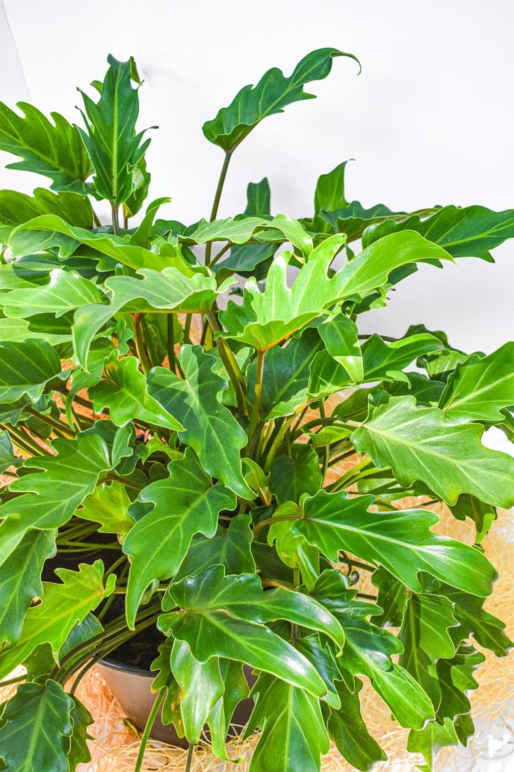 philodendron golden Xanadu
