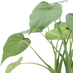 Alocasia Cucullata