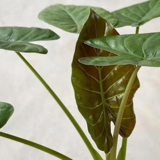 Alocasia wentii