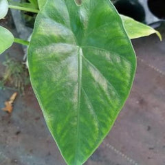 Alocasia macrorrhizos