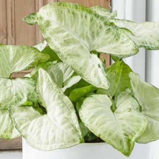 Syngonium Butterfly
