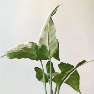 Syngonium Starlight