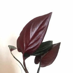 Syngonium Black