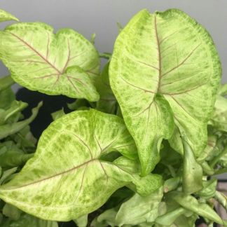 Syngonium Mango Allusion