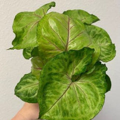 Syngonium cream Allusion