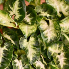 Syngonium pixie