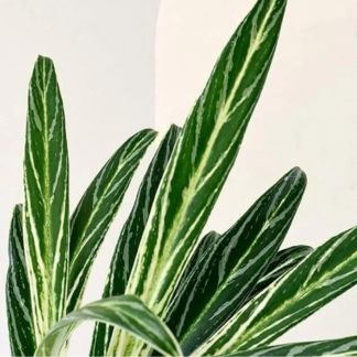 Aglonema Cutlass variegated, with 5.5 inches white decor pot