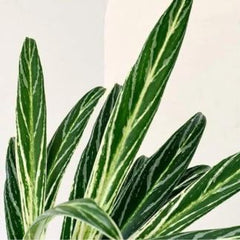 Aglonema Cutlass variegated, with 5.5 inches white decor pot
