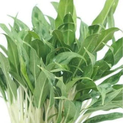 Aglonema Cutlass White Stem