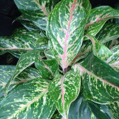 Aglonema Night Sparkle