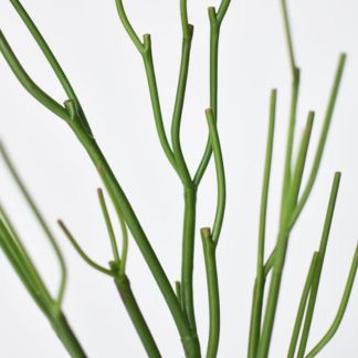 Pencil Cactus