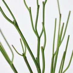 Pencil Cactus