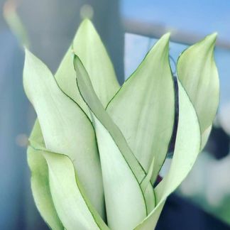 Sansevieria Moonshine, with 5.5 inches white decor pot