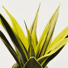 Sansevieria flame
