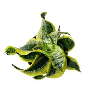 Sansevieria tornado twist