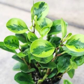 Peperomia Lemon Lime