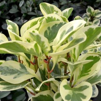 Peperomia Variegated