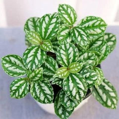 Peperomia aluminum
