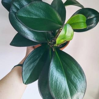 Peperomia Black Knight
