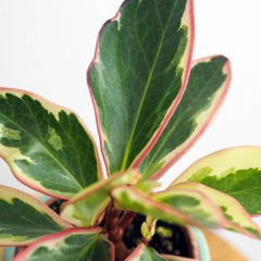 Peperomia Ginny