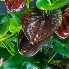 Anthurium Chocolate