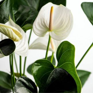 Anthurium white