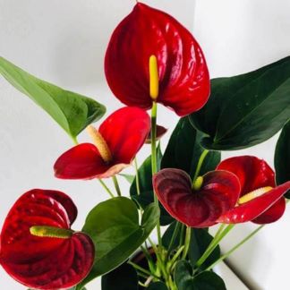 Anthurium Red