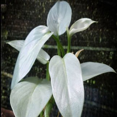 philodendron hashtum silver