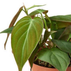 Philodendron Micans Velvet Leaf