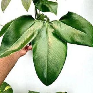 Philodendron Goeldii