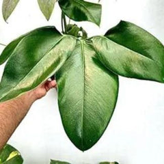 Philodendron Goeldii