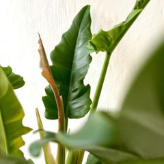 Philodendron narrow escape