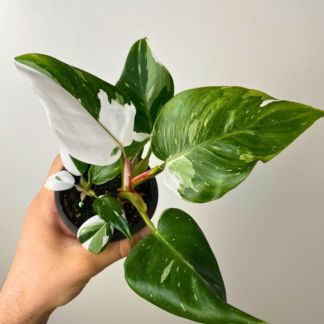 Philodendron white princess