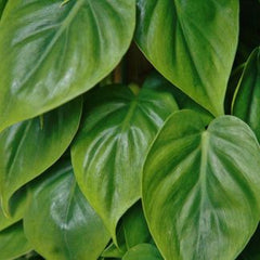 Philodendron Heart Leaf Green