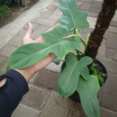 Philodendron violin