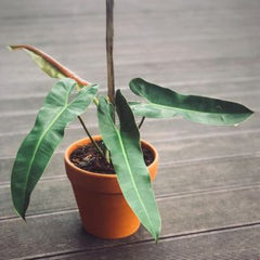 Philodendron Atabapoense