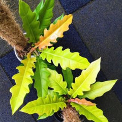 Philodendron ring of fire golden