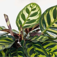 calathea makoyana