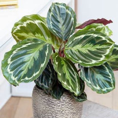 calathea medallion