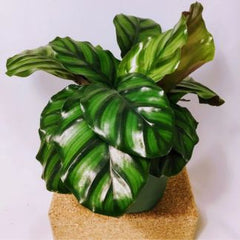 calathea fasciata