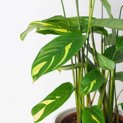 Calathea Golden Mosaic