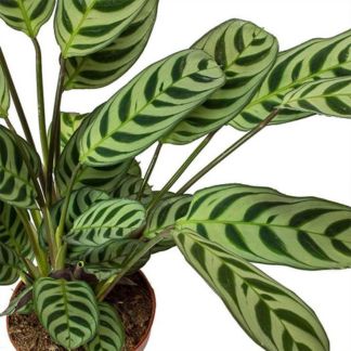 Calathea Burl Marxii
